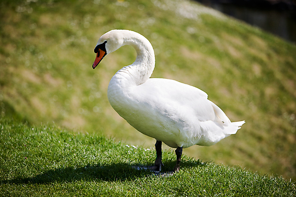 포토 JPG 해외이미지 주간 한마리 잔디 사람없음 야외 백조 해외202004 해외포토 자연요소 식물 1 조류 파일형식 이미지허브