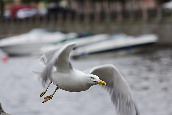 포토 JPG 해외이미지 발 자연 조류 사람없음 야외 강 노란색 흰색 도시 부리 내추럴 해외202004 해외포토 동물 컬러 신체부위 생태계 파일형식 이미지허브