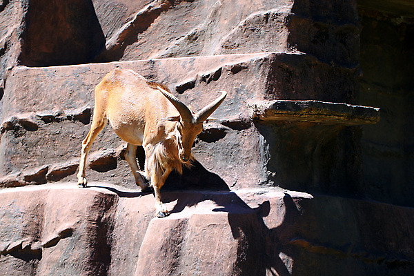 포토 JPG 해외이미지 동물 여자 남자 아프리카 자연 수염 건조 뿔 동물원 사람없음 환경 도시 양 호주 큼 암초 북쪽 남쪽 산악지대 동물상 램 인공 찰과상 해외202004 해외포토 나라 포유류 산 사람 조형물 오세아니아 상처 크기 방향 생태계 파일형식 이미지허브