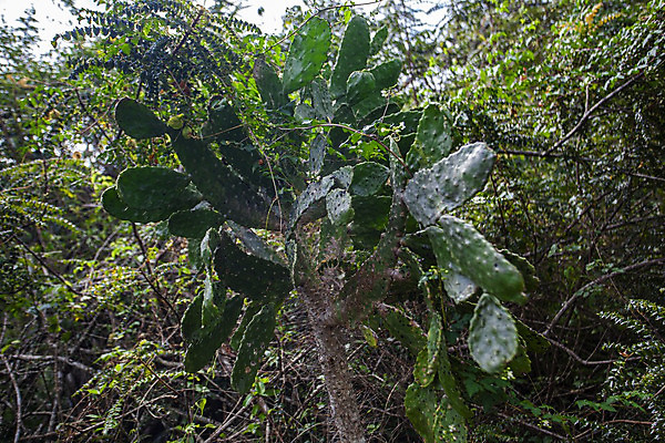 포토 JPG 해외이미지 나무 공원 여행 백그라운드 자연 하늘 선인장 국립공원 사람없음 초록색 물 어둠 바위 구멍 동굴 숲 생태계 서식지 내추럴 공화국 도미니카공화국 전국 지질학 터키석 해외202004 해외포토 자연요소 식물 공공시설 교육 나라 컬러 돌_바위 남아메리카 보석 파일형식 이미지허브