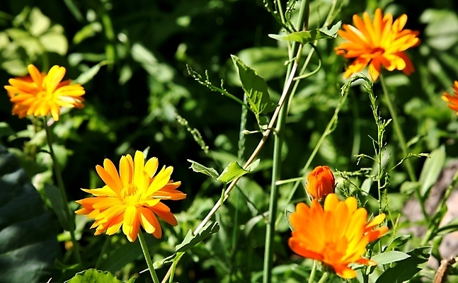 포토 JPG 해외이미지 식물 꽃잎 꽃 줄기 백그라운드 꽃무늬 오렌지 자연 사람없음 야외 초록색 약 노란색 머리 벚꽃 신선 약초 오브젝트 내추럴 금잔화 강렬 해외202004 해외포토 컬러 무늬 과일 의학 신체부위 풀_식물 생태계 파일형식 이미지허브