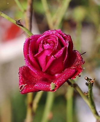 포토 JPG 해외이미지 사람없음 아웃포커스 장미 부드러움 트렌드컬러 해외202004 비바마젠타 해외포토 꽃 컬러 촬영기법 감각 파일형식 이미지허브