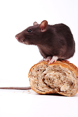 포토 JPG 해외이미지 동물 응시 빵 포유류 수염 털 사람없음 반려동물 갈색 회색 흰색 쥐 설치류 수줍음 심볼 호기심 흰배경 코 꼬리 귀 솜털 고립 해외202004 해외포토 시선 감정 음식 컬러 백그라운드 컨셉 신체부위 파일형식 이미지허브