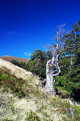 포토 JPG 해외이미지 나무 식물 실루엣 컨셉 낙엽 잎 자연 날씨 아이디어 건조 이끼 사람 풍경 사람없음 야외 목재 손상 금지 성장 가을 나뭇가지 황무지 고독 떨어짐 숲 큼 순환 뿌리 과거 문학 지역 멀리 내추럴 구식 깨짐 방법 썩음 옛날 노화 해외202004 해외포토 계절 감정 재료 모션 촬영기법 크기 생태계 파일형식 이미지허브