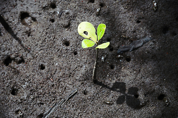 포토 JPG 해외이미지 식물 아시아 줄기 컨셉 잎 자연 조류 추상 사람없음 빛 글로벌 새싹 환경 젖음 성장 보호 숲 싱글 진흙 서식지 내추럴 기르기 해외202004 해외포토 동물 나라 무늬 생태계 돌봄 파일형식 이미지허브