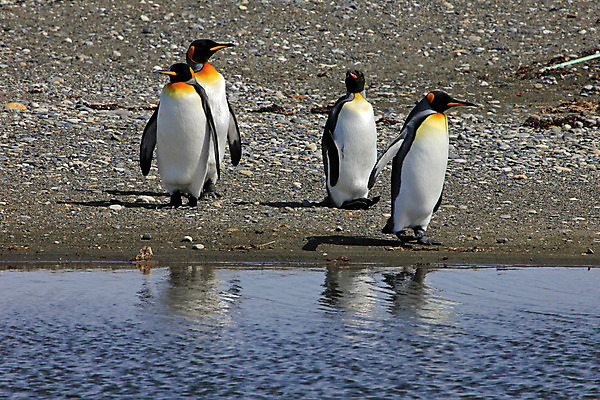 포토 JPG 해외이미지 동물 구름 공원 야생동물 섬 과학 여행 가족 자연 조류 하늘 수영장 사람없음 빨간색 물 파란색 미국 회색 추위 흰색 그룹 역 왕 남극 북극 펭귄 부리 칠레 남쪽 아르헨티나 종료 식민지 해외202004 해외포토 자연요소 공공시설 컬러 북아메리카 관계 교통시설 남아메리카 극지방 방향 생태계 파일형식 이미지허브