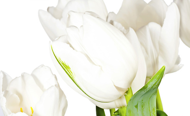 포토 JPG 해외이미지 식물 계절 꽃잎 꽃 꽃다발 잎 꽃무늬 자연 사람없음 초록색 봄 튤립 벚꽃 흰색 신선 닫기 다발 배열 보케 고립 해외202004 해외포토 컬러 무늬 모션 생태계 파일형식 이미지허브