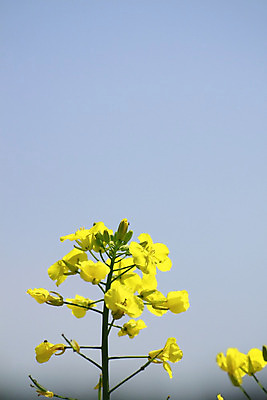 포토 JPG 해외이미지 구름 꽃 백그라운드 밭 농업 자연 하늘 씨앗 풍경 사람없음 초록색 파란색 농작물 농장 농경지 노란색 봄 성장 유채 밭일 카놀라 해외202004 해외포토 자연요소 식물 계절 산업 컬러 생태계 파일형식 이미지허브