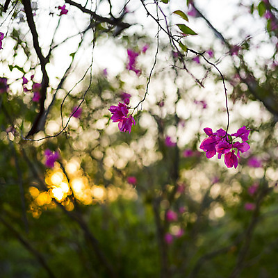 포토 JPG 해외이미지 식물 공원 꽃잎 꽃 종이 분홍색 백그라운드 잎 꽃무늬 자연 사람없음 야외 장식 빨간색 초록색 여름 컬러풀 정원 보라색 봄 벚꽃 나뭇가지 신선 개화 다발 포도나무 내추럴 해외202004 해외포토 나무 계절 공공시설 컬러 무늬 과일나무 생태계 파일형식 이미지허브