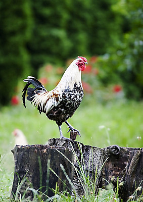 포토 JPG 해외이미지 동물 농업 자연 조류 사람없음 야외 컬러풀 농장 갈색 치킨 가축 봄 농촌 신선 깃털 유기농 대가리 해외202004 해외포토 웰빙 계절 산업 컬러 시골 생태계 닭고기요리 파일형식 이미지허브