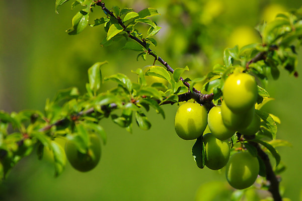 포토 JPG 해외이미지 나무 식물 라이프스타일 계절 음식 줄기 잎 농업 다이어트 채소 과일 자연 건강 사람없음 야외 초록색 여름 빛 농장 우주 정원 활발 수확 성장 가을 나뭇가지 신선 달콤 먹기 상쾌 유기농 원예 질감 날것 자두 내추럴 라트비아 밭일 숙성 채식주의자 해외202004 해외포토 웰빙 감정 산업 컬러 컨셉 모션 북유럽 취미 생활 맛 생태계 채식 파일형식 이미지허브