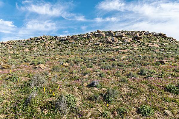 포토 JPG 해외이미지 식물 꽃 여행 겨울 아프리카 자연 아침 산 풍경 사람없음 초록색 파란색 햇빛 노란색 맑음 보라색 바위 시골 제비꽃 관목 언덕 남아프리카 해외202004 해외포토 주간 나무 계절 나라 컬러 날씨 태양 돌_바위 생태계 파일형식 이미지허브