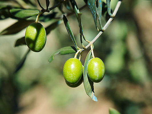 포토 JPG 해외이미지 나무 식물 산업 음식 잎 농업 과일 자연 건강 사람없음 야외 농장 성장 나뭇가지 시골 닫기 숲 지중해 유기농 올리브 크로아티아 숙성 해외202004 해외포토 웰빙 열매 유럽 바다 모션 생태계 파일형식 이미지허브