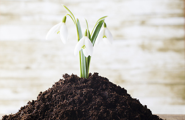 포토 JPG 해외이미지 식물 계절 꽃잎 꽃 줄기 백그라운드 자연 새로움 사람없음 침묵 봄 벚꽃 흰색 개화 작음 헌병 해외202004 해외포토 컬러 컨셉 소리 군인 크기 생태계 파일형식 이미지허브