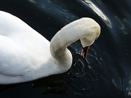 포토 JPG 해외이미지 동물 야생동물 파도 자연 조류 사람없음 야외 물 흰색 연못 액체 우아함 백조 내추럴 단아함 해외202004 해외포토 자연요소 바다 컬러 컨셉 생태계 파일형식 이미지허브