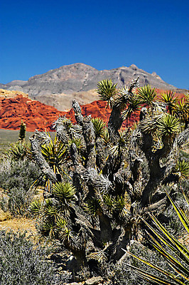 포토 JPG 해외이미지 여행 자연 풍경 사람없음 야외 하이킹 사막 해외202004 해외포토 레저 생태계 파일형식 이미지허브