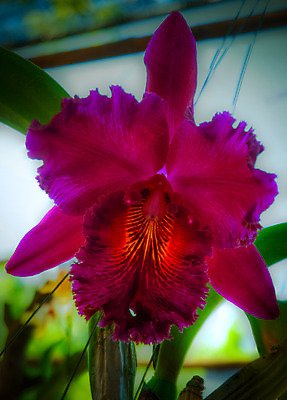 포토 JPG 해외이미지 식물 계절 꽃잎 꽃 꽃다발 백그라운드 꽃무늬 자연 선물 사람없음 장식 초록색 여름 머리 정원 스파 화목 봄 활발 개화 난초 고급 우아함 맛 냄새 아로마 향 단아함 해외202004 해외포토 컬러 컨셉 무늬 신체부위 생태계 파일형식 이미지허브