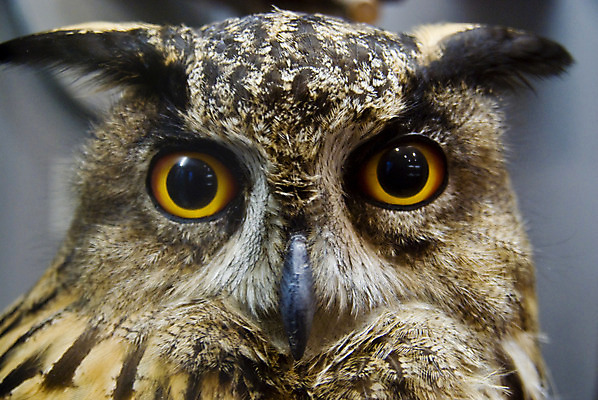 포토 JPG 해외이미지 동물 백그라운드 날개 조류 사람없음 흰색 야간 먹이 깃털 부리 육식동물 부엉이 계산서 고립 해외202004 해외포토 자연요소 컬러 파일형식 이미지허브