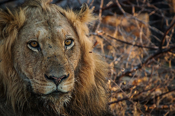 포토 JPG 해외이미지 동물 야생동물 포유류 아프리카 자연 사람없음 고양이 보호 사자 사파리 육식동물 남아프리카 해외202004 해외포토 나라 컨셉 반려동물 생태계 파일형식 이미지허브
