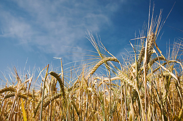 포토 JPG 해외이미지 식물 빵 백그라운드 패턴 밭 농업 자연 하늘 옥수수 풍경 사람없음 여름 파란색 농작물 햇빛 태양 농장 노란색 침묵 수확 시골 황금 낟알 시리얼 밀 보리 밀짚 숙성 호밀 해외202004 해외포토 자연요소 계절 산업 음식 컬러 무늬 곡류 소리 짚 생태계 파일형식 이미지허브