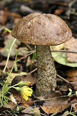 포토 JPG 해외이미지 나무 식물 계절 음식 줄기 백그라운드 잎 다이어트 재료 자연 건강 이끼 요리 사람없음 목재 빨간색 초록색 갈색 바구니 환경 식사 버섯 성장 가을 나뭇가지 숲 수집 먹기 그물버섯 땅바닥 식용 캡모자 해외202004 해외포토 모자_잡화 컬러 모션 바닥 생태계 파일형식 이미지허브