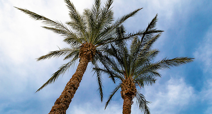 포토 JPG 해외이미지 나무 식물 구름 계절 여행 백그라운드 잎 패턴 자연 하늘 휴가 이집트 손바닥 사람없음 초록색 여름 파란색 흰색 나뭇가지 뜨거움 내추럴 파라다이스 해외202004 해외포토 자연요소 손 컬러 무늬 아프리카 생태계 파일형식 이미지허브