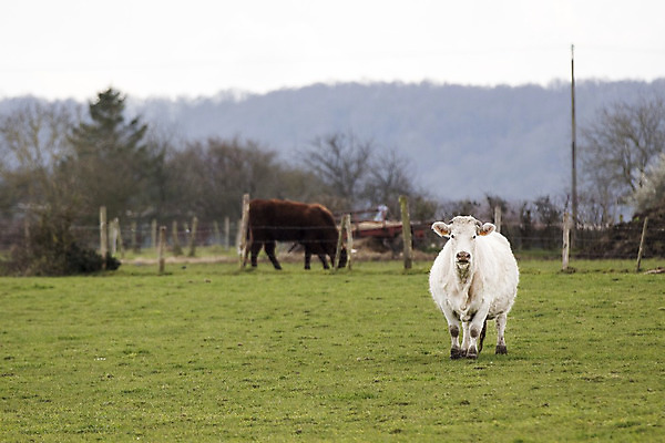 포토 JPG 해외이미지 동물 밭 농업 포유류 자연 육류 풍경 사람없음 초록색 농장 농경지 갈색 가축 목장 소고기 흰색 시골 소 방목 먹기 허브 밭일 위기 찰과상 해외202004 해외포토 식물 산업 컬러 식재료 모션 축산업 상처 생태계 파일형식 이미지허브