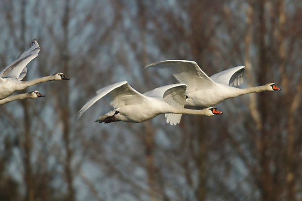 포토 JPG 해외이미지 동물 호수 물결 야생동물 백그라운드 날개 자연 조류 발렌타인데이 사랑 사람없음 야외 물 여름 파란색 빛 강 반사 평화 귀여움 검은색 수영 침묵 거울 흰색 하트 연못 황무지 우아함 심볼 순수 깃털 부리 백조 장면 목 단아함 해외202004 해외포토 자연요소 모양 계절 감정 컬러 컨셉 데이이벤트 신체부위 소리 수상스포츠 생태계 파일형식 이미지허브