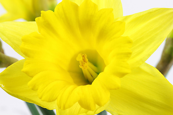 포토 JPG 해외이미지 식물 계절 꽃잎 꽃 사람없음 노란색 봄 전기에너지 꽃가루 수선화 필라멘트 해외202004 해외포토 컬러 에너지 가루 파일형식 이미지허브