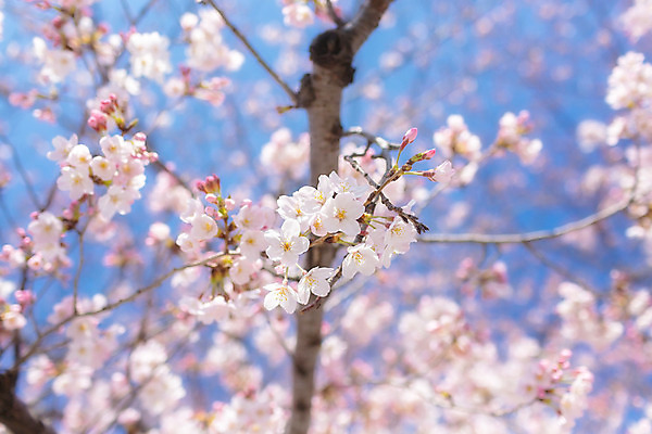 포토 JPG 해외이미지 꽃 아시아 여행 자연 휴가 사람없음 관광지 빛 일본 벚꽃 도쿄 내추럴 해외202004 해외포토 식물 나라 생태계 파일형식 이미지허브