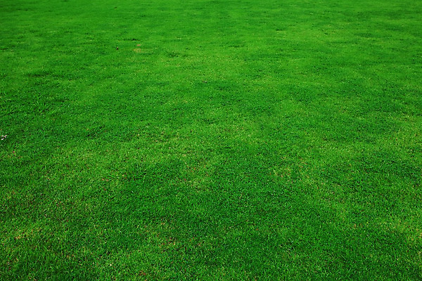 포토 JPG 해외이미지 식물 공원 스포츠 백그라운드 잎 패턴 밭 자연 벽지 놀이 추상 프레임 잔디 사람없음 야외 가로 초록색 여름 환경 정원 봄 활발 성장 신선 보호 땅 허브 원예 질감 내추럴 해외202004 해외포토 계절 공공시설 컬러 컨셉 무늬 농업 취미 생태계 파일형식 이미지허브