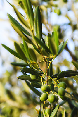 포토 JPG 해외이미지 나무 식물 유럽 바다 섬 밭 농업 자연 풍경 사람없음 야외 초록색 여름 농장 농경지 와인 흙 시골 숲 지중해 올리브 포도밭 장면 포도나무 크로아티아 해외202004 해외포토 계절 열매 나라 산업 컬러 주류 과일나무 생태계 파일형식 이미지허브