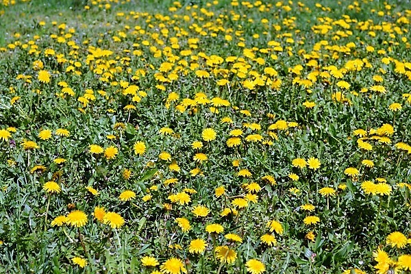 포토 JPG 해외이미지 식물 공원 꽃 잎 사람없음 정원 봄 신선 민들레 허브 해외202004 해외포토 계절 공공시설 파일형식 이미지허브