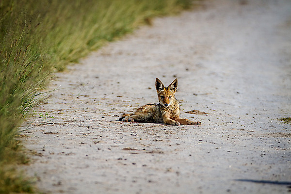 포토 JPG 해외이미지 동물 공원 야생동물 여행 포유류 아프리카 자연 사람없음 야외 검은색 황무지 개 사파리 여우 육식동물 사냥꾼 남쪽 송곳니 내추럴 나미비아 남아프리카 동물상 보츠와나 생태학 전국 칼라하리 해외202004 해외포토 직업 공공시설 교육 나라 컬러 조형물 사막 치아 방향 생태계 파일형식 이미지허브