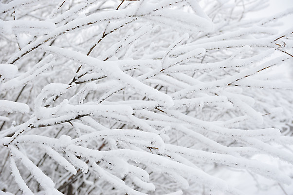포토 JPG 해외이미지 나무 계절 유럽 백그라운드 낙엽 겨울 밭 자연 하늘 사람없음 맑음 냉동 얼음 추위 백발 흰색 숲 버드나무 묘사 서리 러시아 눈내림 해외202004 해외포토 자연요소 식물 헤어스타일 나라 컬러 잎 농업 날씨 눈_날씨 생태계 파일형식 이미지허브