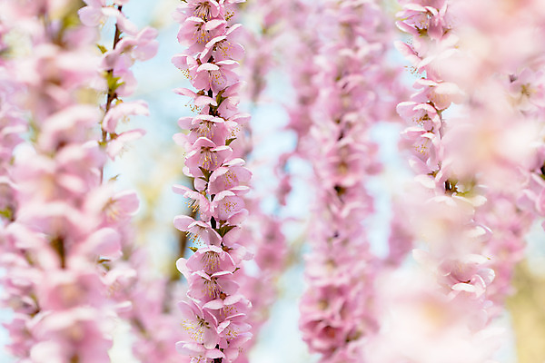 포토 JPG 해외이미지 나무 식물 계절 꽃잎 꽃 분홍색 백그라운드 잎 꽃무늬 오렌지 과일 자연 휴가 새로움 풍경 사람없음 장식 빨간색 초록색 태양 농장 우주 정원 맑음 봄 벚꽃 흰색 나뭇가지 개화 닫기 큼 과수원 연도 심볼 복숭아 자두 내추럴 고립 옛날 해외202004 해외포토 자연요소 컬러 컨셉 무늬 농업 모션 날씨 크기 생태계 파일형식 이미지허브