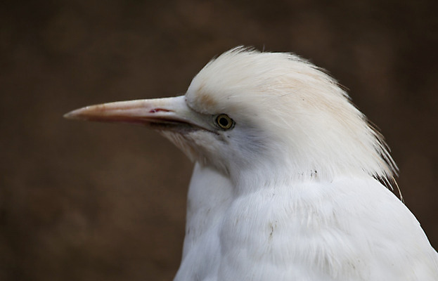 포토 JPG 해외이미지 동물 응시 유럽 아시아 호수 얼굴 야생동물 아프리카 자연 조류 어류 서기 사람없음 야외 초록색 물 파란색 노란색 머리 검은색 회색 흰색 연못 기다림 우아함 닫기 은색 큼 땅 탈출 왜가리 깃털 부리 목 계산서 단아함 동물상 해외202004 해외포토 자연요소 시선 나라 컬러 컨셉 모션 신체부위 조형물 수중동물 크기 생태계 파일형식 이미지허브