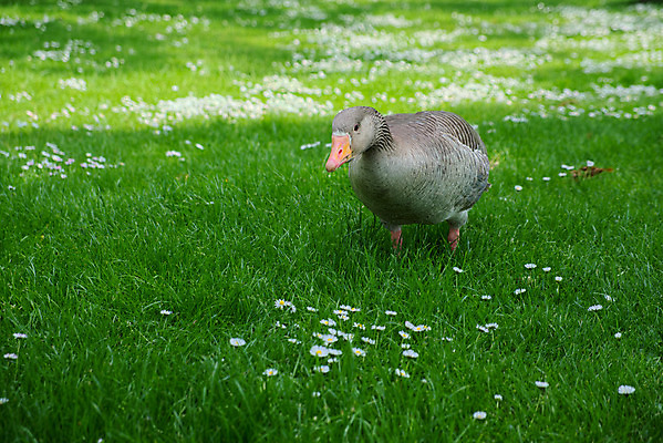 포토 JPG 해외이미지 꽃 야생동물 분홍색 오렌지 자연 조류 영국 잉글랜드 사람없음 가로 초록색 물 봄 신선 습지 깃털 데이지 부리 거위 물새 동물상 해외202004 해외포토 자연요소 식물 동물 계절 유럽 컬러 과일 조형물 생태계 파일형식 이미지허브