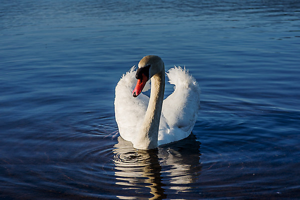 포토 JPG 해외이미지 동물 구름 커플 유럽 아시아 호수 야생동물 여행 자연 조류 하늘 아침 휴가 산 파노라마 사랑 동양인 풍경 사람없음 야외 물 여름 파란색 반사 평화 마을 환경 골짜기 일본 맑음 침묵 새벽 흰색 시골 도쿄 심볼 화산 백조 장면 5 동쪽 후지산 천연기념물 단아함 랜드마크 해외202004 해외포토 주간 자연요소 계절 감정 나라 컬러 컨셉 관계 날씨 촬영기법 인종 숫자 소리 세계문화유산 방향 생태계 파일형식 이미지허브