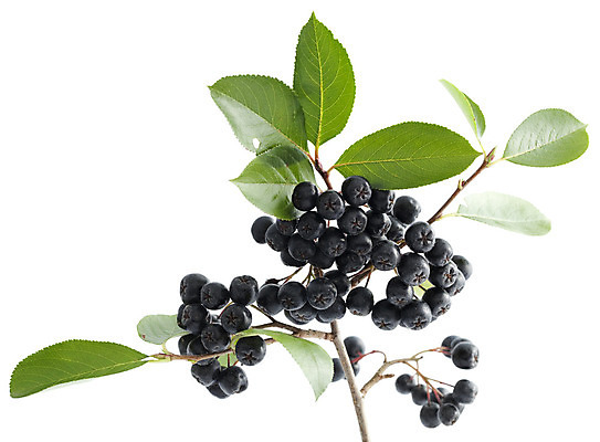 포토 JPG 해외이미지 식물 열매 음식 잎 과일 사람없음 검은색 나뭇가지 흰배경 날것 숙성 해외202004 해외포토 나무 컬러 백그라운드 흰색 파일형식 이미지허브