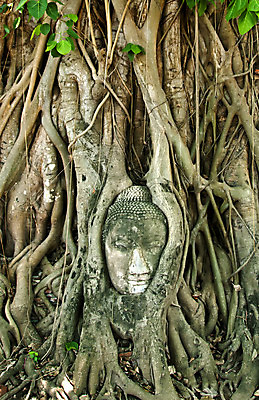 포토 JPG 해외이미지 나무 아시아 태국 자연 풍경 사람없음 야외 관광지 세계 조각상 머리 평화 도시 역사 재산 땅 폐허 뿌리 해외202004 해외포토 식물 나라 여행 컨셉 신체부위 금융 조형물 생태계 파일형식 이미지허브