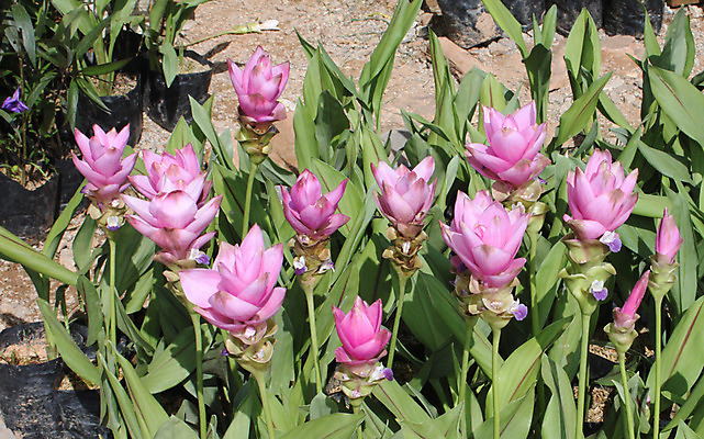 포토 JPG 해외이미지 식물 꽃잎 꽃 분홍색 나비 백그라운드 꽃무늬 패턴 자연 사랑 사람없음 빨간색 초록색 여름 장미 머리 봄 벚꽃 흰색 고립 이국적 현실 해외202004 해외포토 계절 감정 컬러 곤충 무늬 신체부위 생태계 파일형식 이미지허브