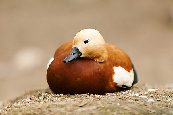 포토 JPG 해외이미지 동물 응시 남자 호수 야생동물 자연 조류 오리 사람없음 초록색 강 세계 환경 수영 흰색 습지 깃털 입술 꼬리 물새 서식지 리빙 내추럴 해외202004 해외포토 시선 컬러 사람 신체부위 수상스포츠 생태계 파일형식 이미지허브