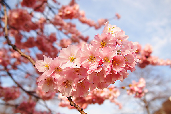 포토 JPG 해외이미지 나무 식물 구름 꽃 분홍색 자연 하늘 휴가 독일 사람없음 파란색 컬러풀 정원 활발 벚꽃 강렬 뮌헨 해외202004 해외포토 자연요소 유럽 컬러 컨셉 생태계 파일형식 이미지허브