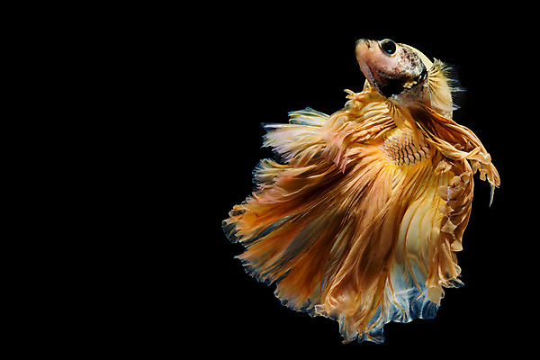 포토 JPG 해외이미지 동물 드레스 포즈 백그라운드 이동 모션 자연 추상 어류 미술 사람없음 물 파란색 반려동물 컬러풀 우주 검은색 수영 희망 힘 흰색 고급 우아함 눈금 생물학 꼬리 싸움 지느러미 수족관 강렬 고립 공격적 이국적 해외202004 해외포토 자연요소 옷 교육 감정 컬러 컨셉 무늬 문화예술 수중동물 수상스포츠 생태계 파일형식 이미지허브