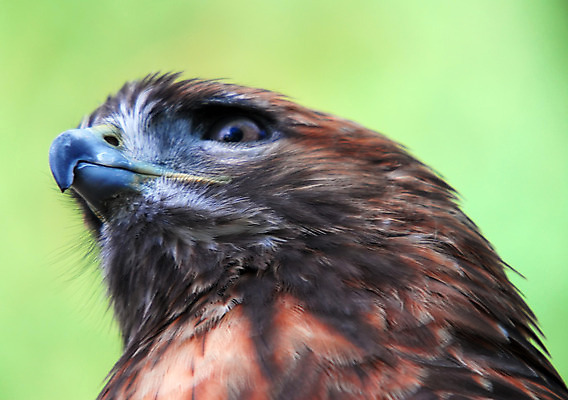 포토 JPG 해외이미지 동물 아이콘 응시 실루엣 야생동물 날개 자연 조류 사람없음 노란색 먹이 심볼 깃털 부리 독수리 육식동물 사냥꾼 해외202004 해외포토 직업 시선 컬러 촬영기법 생태계 파일형식 이미지허브