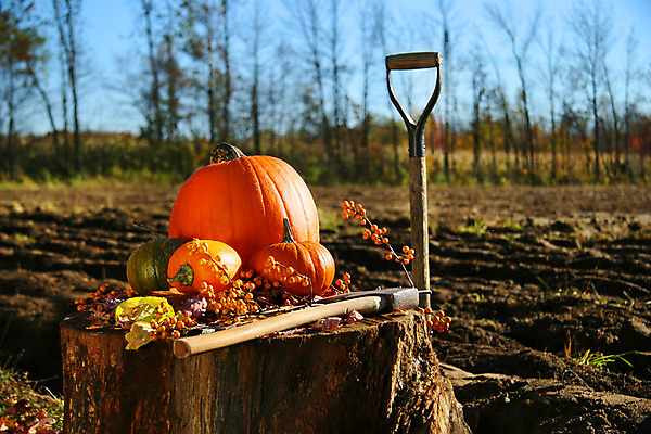 포토 JPG 해외이미지 계절 줄기 농업 오렌지 자연 호박 휴가 사람없음 여름 컬러풀 농장 정원 축제 할로윈 수확 가을 신선 닫기 11월 묘사 싱글 유기농 박 스쿼시 10월 강렬 잭오랜턴 해외202004 해외포토 식물 웰빙 산업 스포츠 컬러 채소 과일 모션 구기 날짜 생태계 파일형식 이미지허브