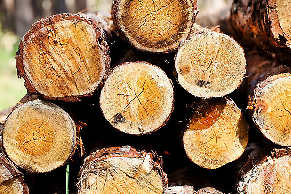 포토 JPG 해외이미지 모양 나무 식물 조각 백그라운드 패턴 부분 자연 표면 사람없음 목재 갈색 노란색 반지 소나무 원형 황금 닫기 널 숲 자르기 유기농 질감 통나무 나무껍질 잡동사니 내추럴 그런지 수목 옛날 해외202004 해외포토 도형 웰빙 컬러 무늬 재료 장신구 모션 껍질 생태계 파일형식 이미지허브