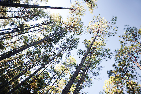 포토 JPG 해외이미지 나무 식물 산업 자연 사람없음 농장 재활용 에너지 덮개 숲 큼 연료 자원 잡동사니 유지 내추럴 벌목 삼림지대 수목 해외202004 해외포토 농업 뚜껑 크기 친환경 생태계 파일형식 이미지허브