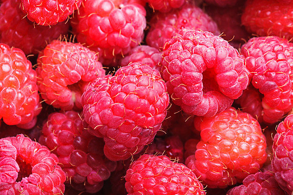 포토 JPG 해외이미지 식물 열매 음식 백그라운드 다이어트 과일 재료 자연 디저트 건강 사람없음 빨간색 활발 신선 닫기 달콤 맛 유기농 질감 날것 산딸기 내추럴 고립 숙성 채식주의자 많음 해외202004 해외포토 웰빙 컬러 컨셉 모션 생태계 채식 파일형식 이미지허브